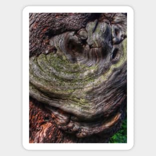 Tree Knot Sticker